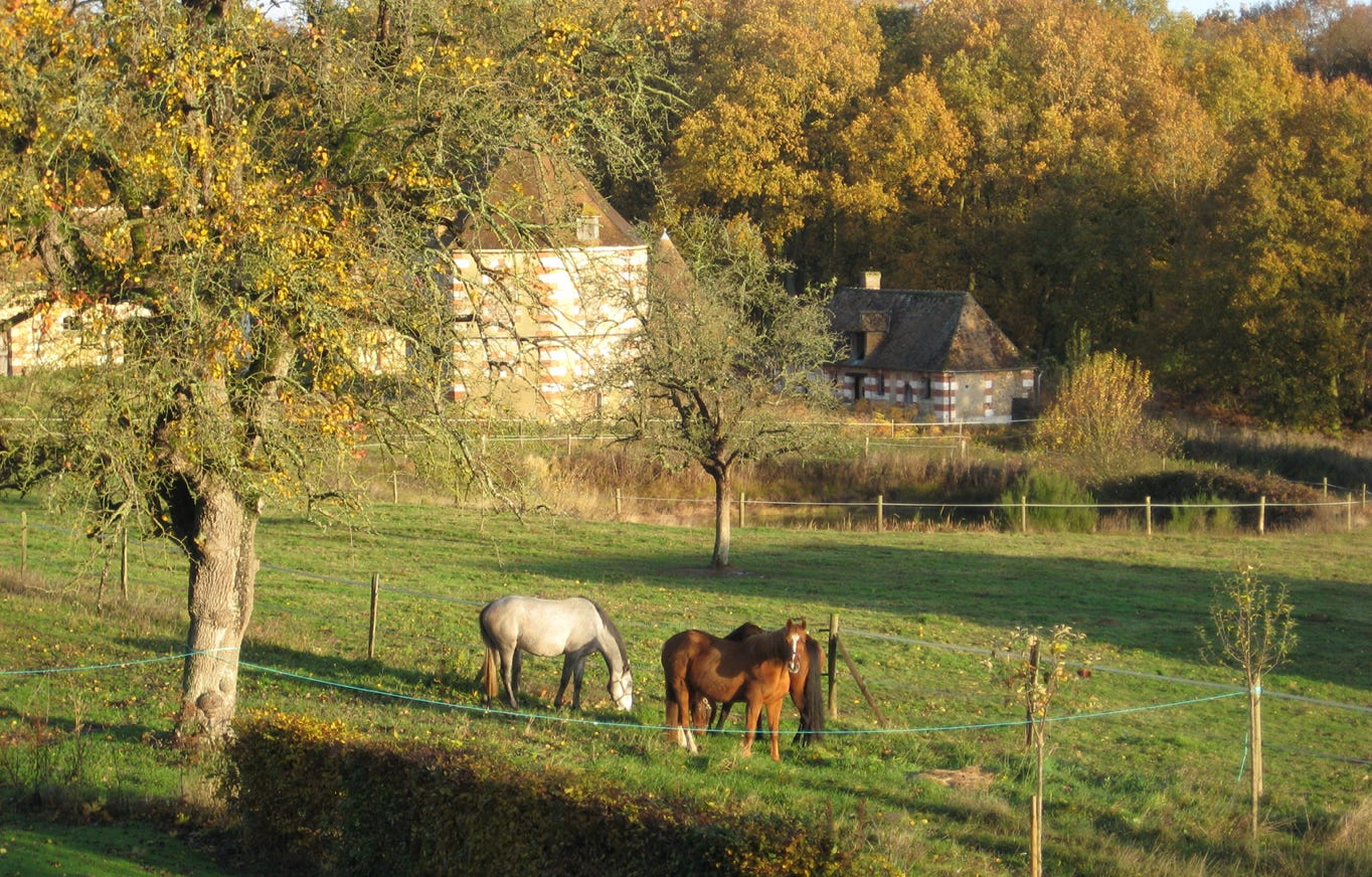 Chevaux de propiétaires en pension au pré au Domaine du Château d'Argeronne